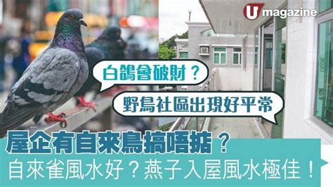 自來鳥入屋